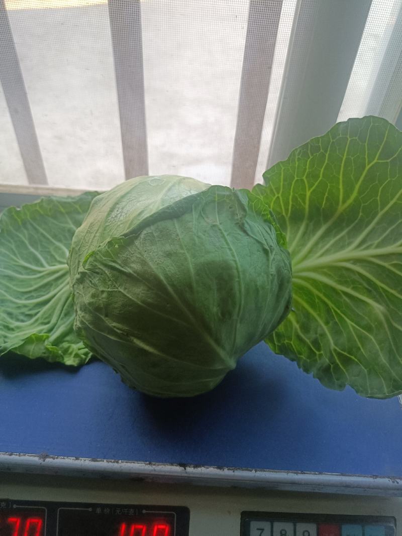 甘蓝，包菜，定西高原夏菜甘蓝量大货优，品质保证