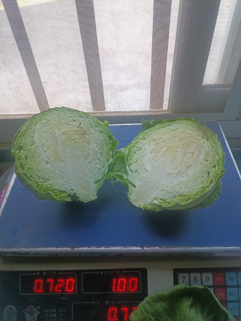 甘蓝，包菜，定西高原夏菜甘蓝量大货优，品质保证