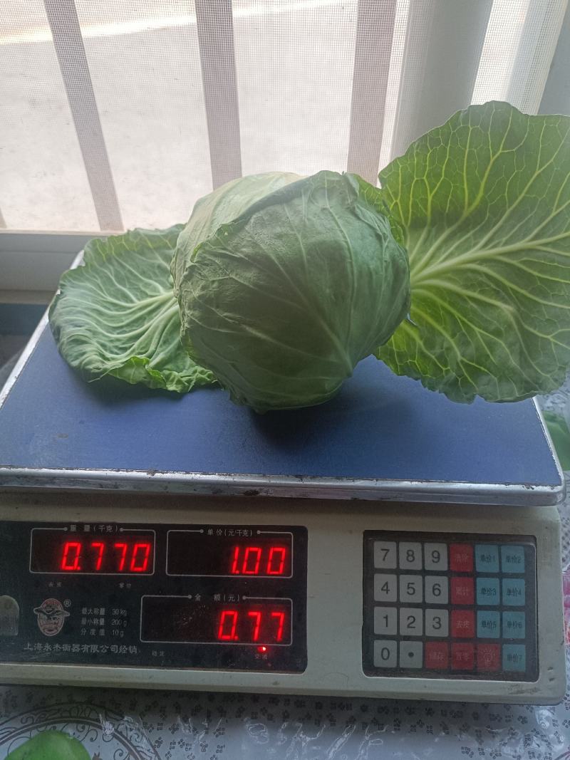 甘蓝，包菜，定西高原夏菜甘蓝量大货优，品质保证