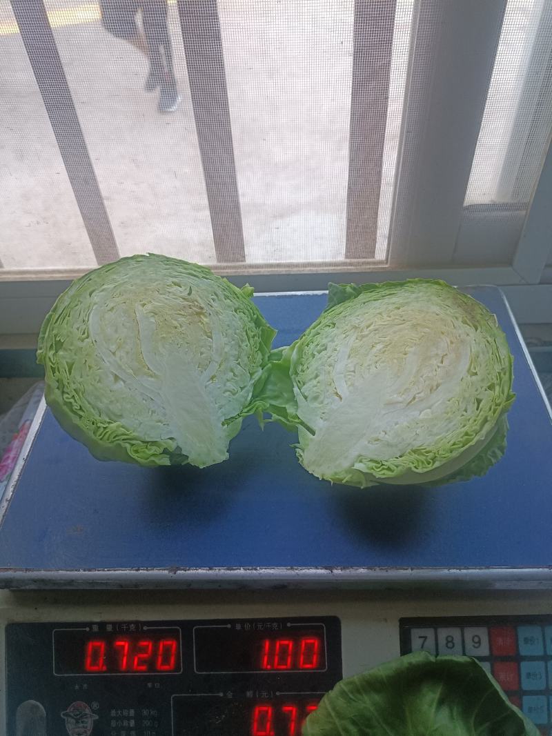 甘蓝，包菜，定西高原夏菜甘蓝量大货优，品质保证