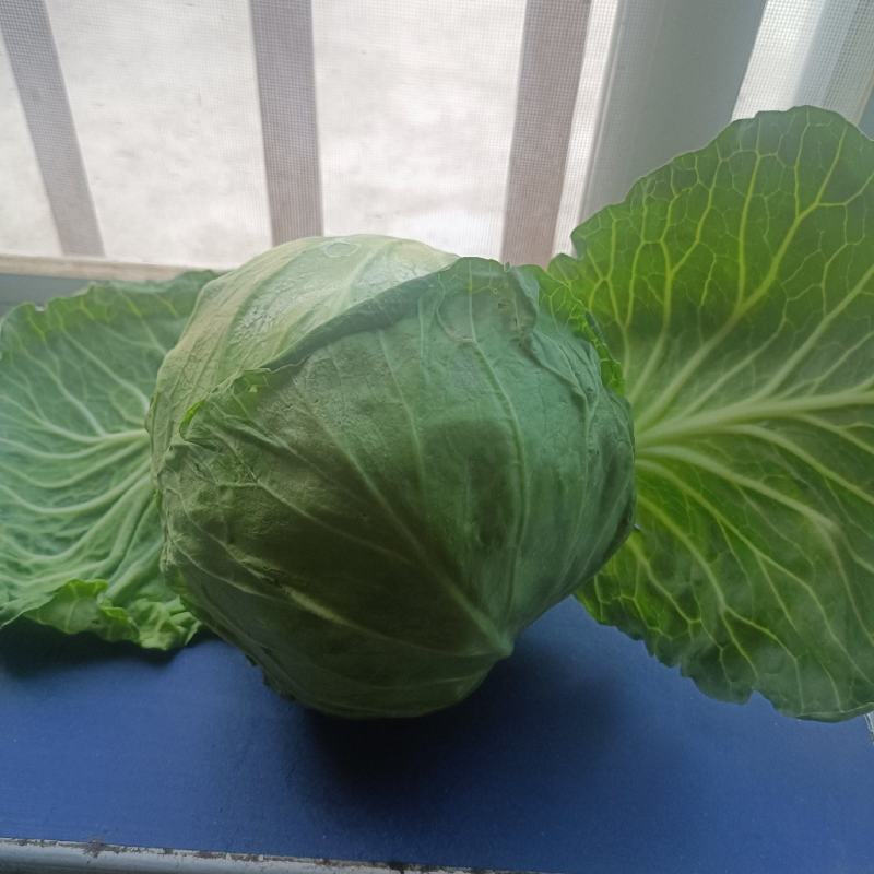 甘蓝，包菜，定西高原夏菜甘蓝量大货优，品质保证