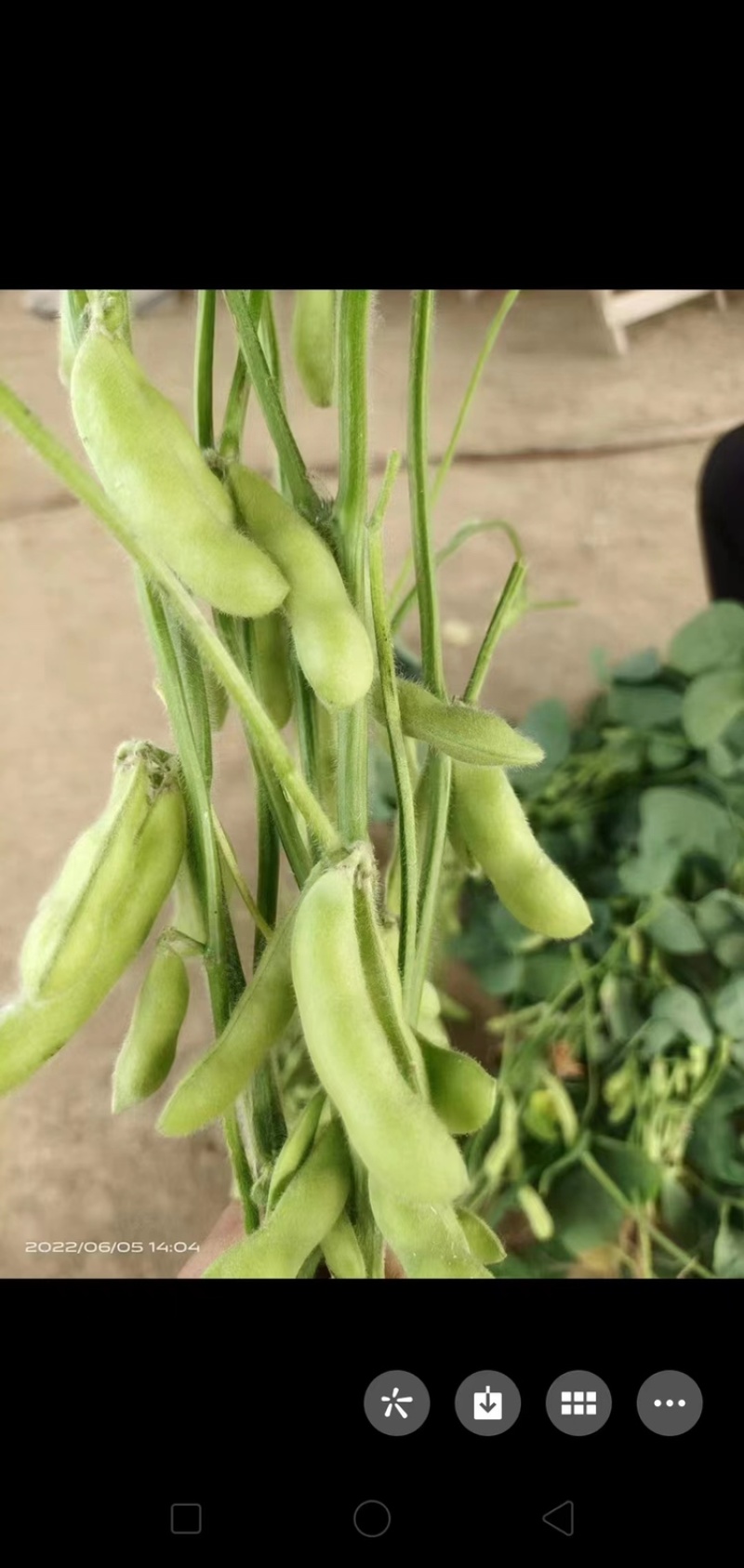 【精品】翠绿宝毛豆大毛豆支持冷库，量大优惠商超电商社区直供