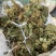 臭牡丹叶臭牡丹根臭牡丹花正品有大货