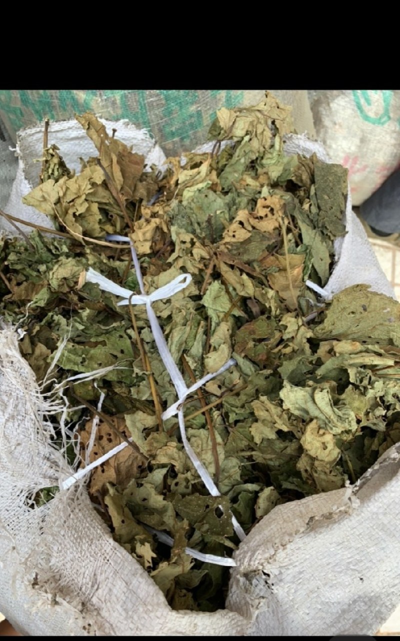 臭牡丹叶臭牡丹根臭牡丹花正品有大货