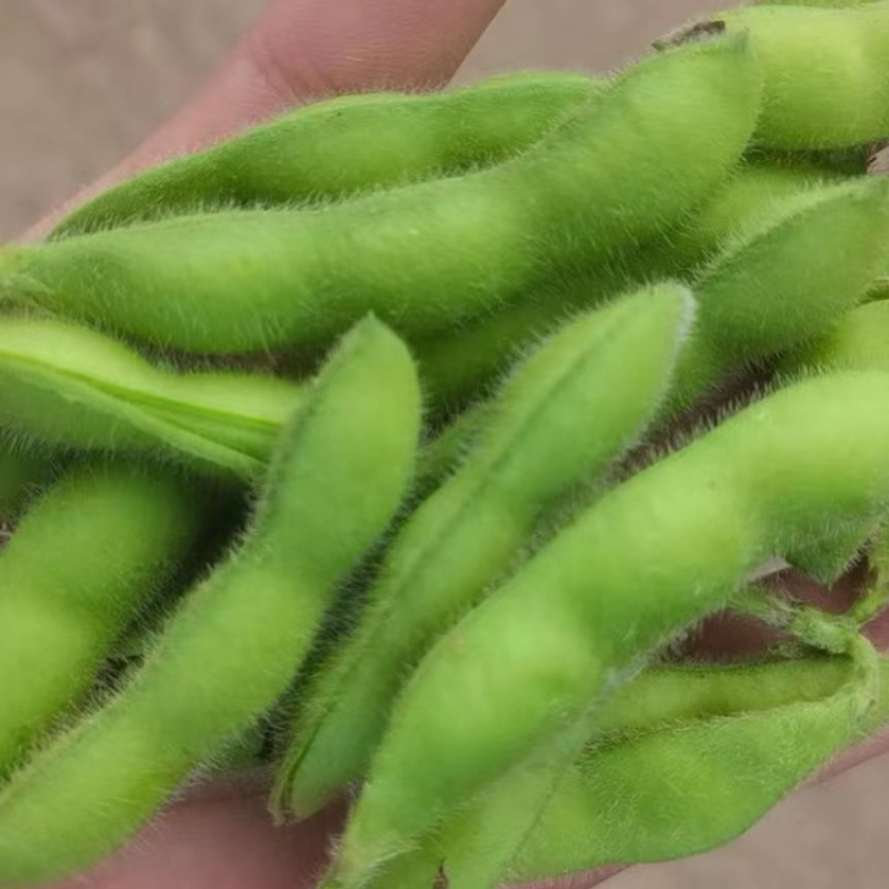 【精品】翠绿宝毛豆大毛豆支持冷库，量大优惠商超电商社区直供
