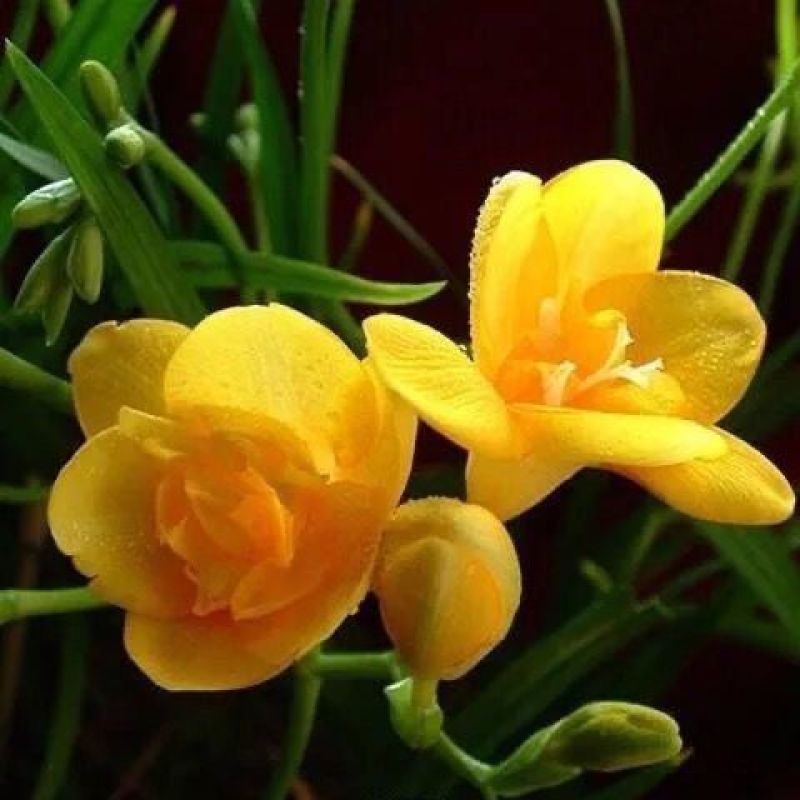重瓣香雪兰种球小苍兰种子花卉盆栽植物庭院四季易活浓香型室