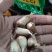 重瓣香雪兰种球小苍兰种子花卉盆栽植物庭院四季易活浓香型室