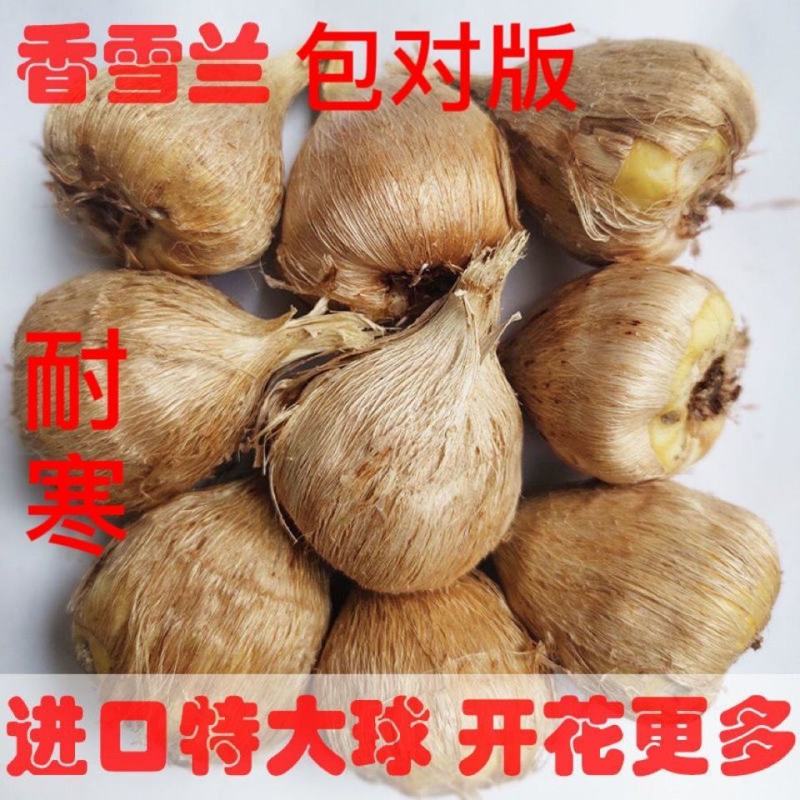 重瓣香雪兰种球小苍兰种子花卉盆栽植物庭院四季易活浓香型室