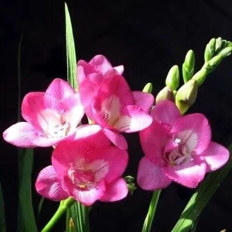 重瓣香雪兰种球小苍兰种子花卉盆栽植物庭院四季易活浓香型室