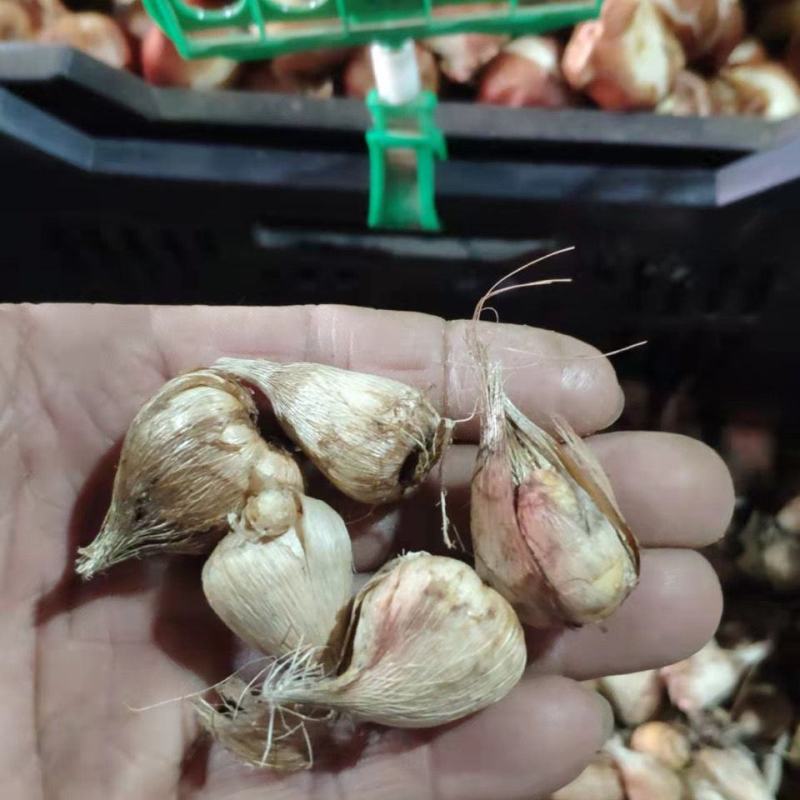 重瓣香雪兰种球小苍兰种子花卉盆栽植物庭院四季易活浓香型室