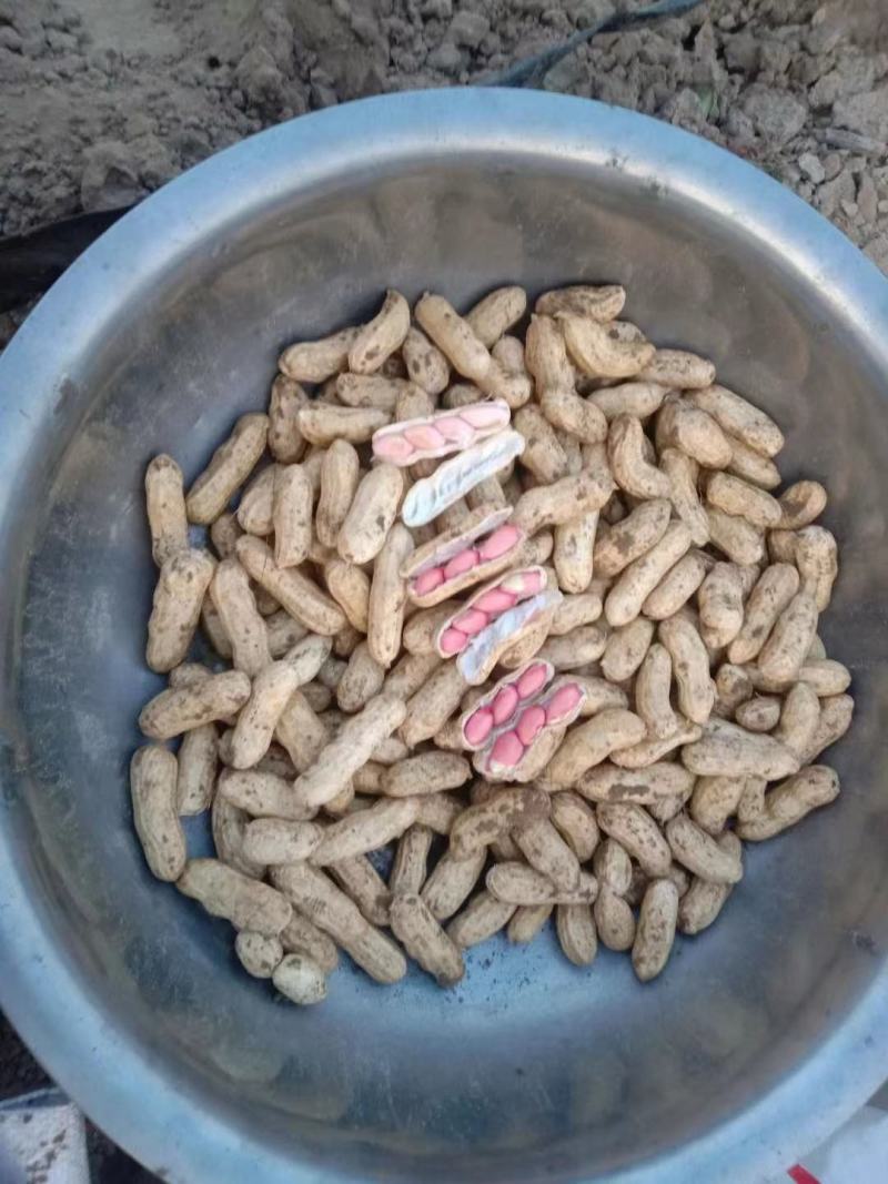 花生四粒红鲜花生，大白鲨，小鲁花，供应商超市场