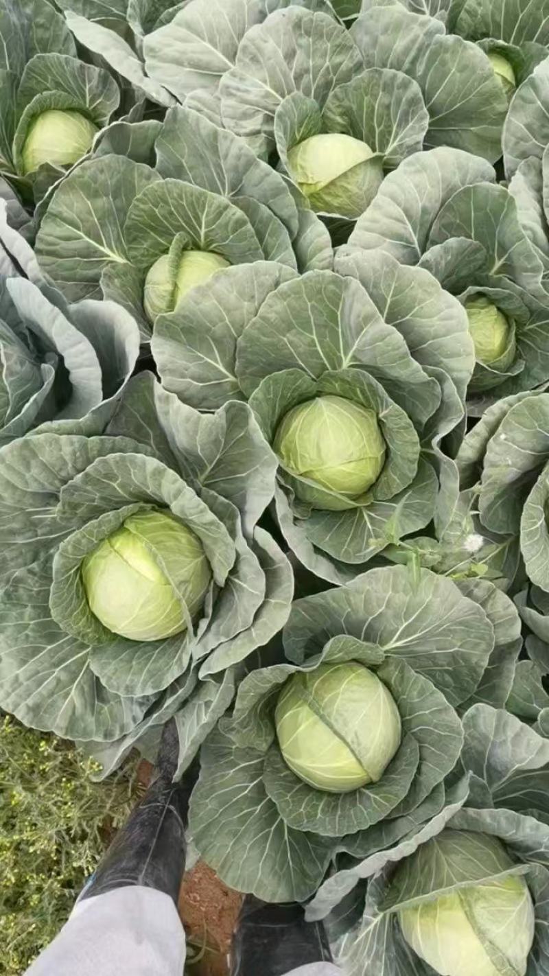 小铁头包菜甘蓝圆包菜