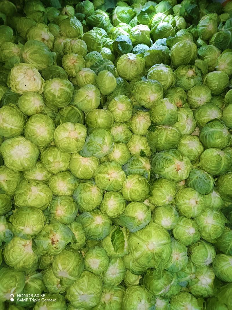 小铁头包菜甘蓝圆包菜