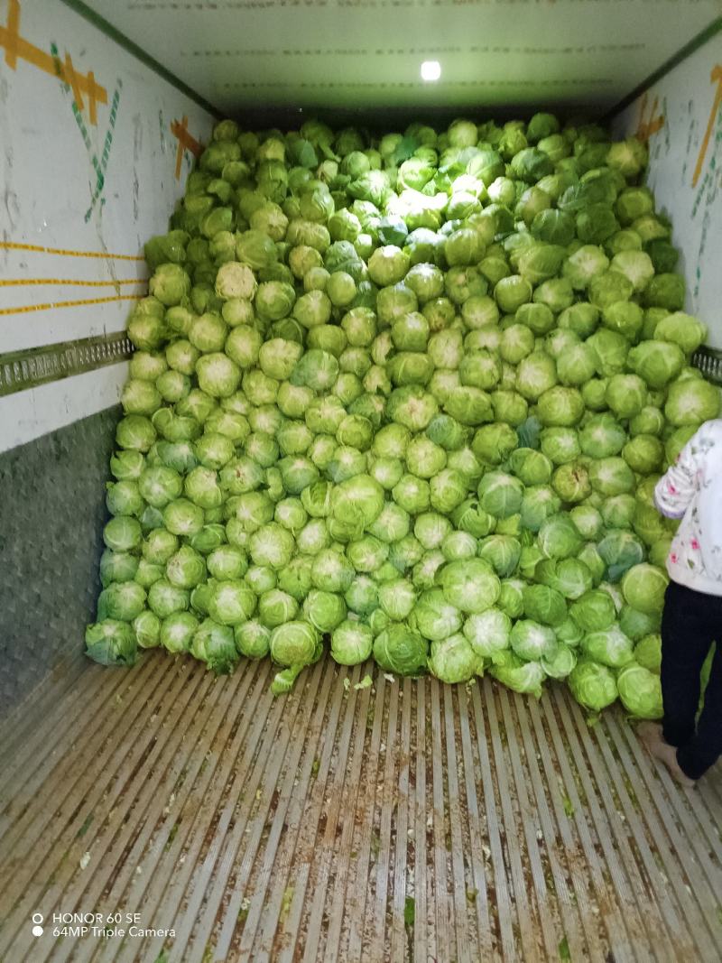 小铁头包菜甘蓝圆包菜