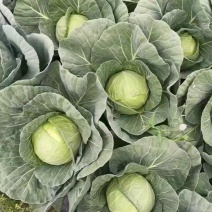 小铁头包菜甘蓝圆包菜