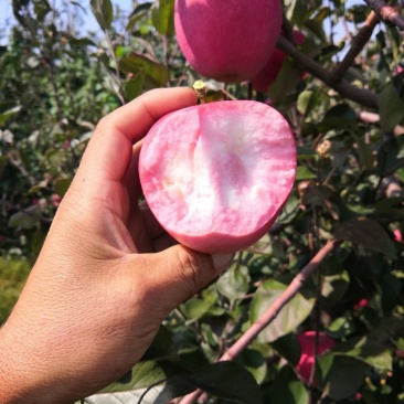 辽宁绥中红肉苹果，欢迎新老顾客前来选购