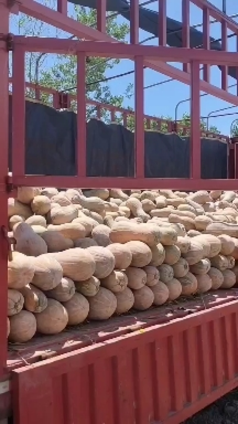 湖北早熟密本南瓜王中王南瓜市场电商超市视频看货