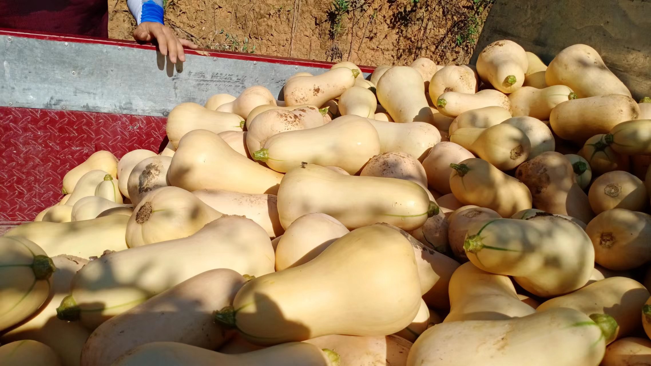 临颍甜瓜种植户在大棚内采摘成熟的伊丽莎白甜瓜