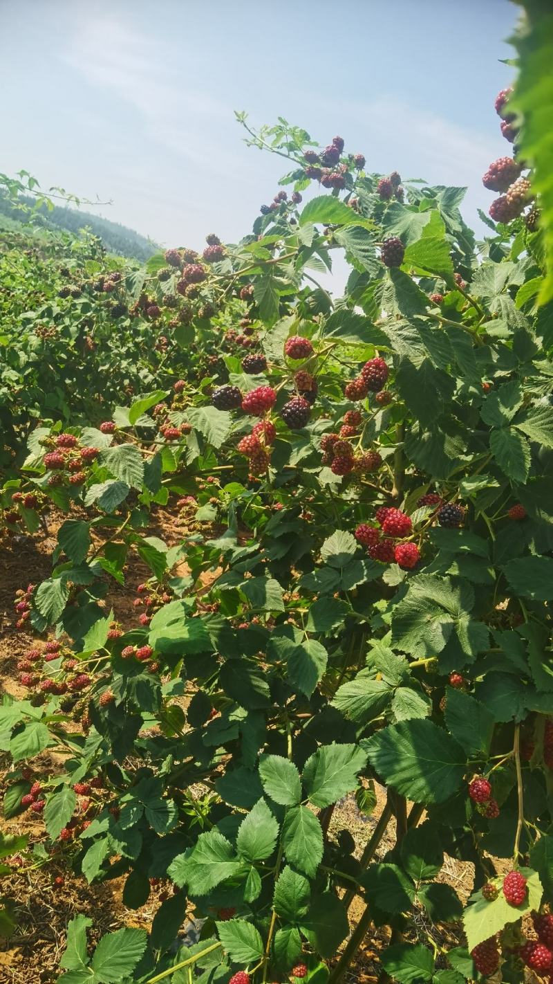 黑莓鲜果营养丰富酸甜可口