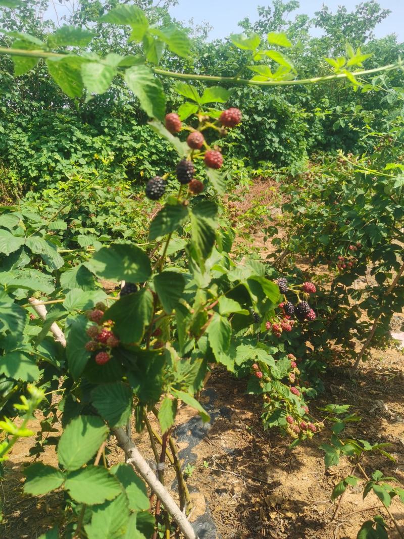黑莓鲜果营养丰富酸甜可口