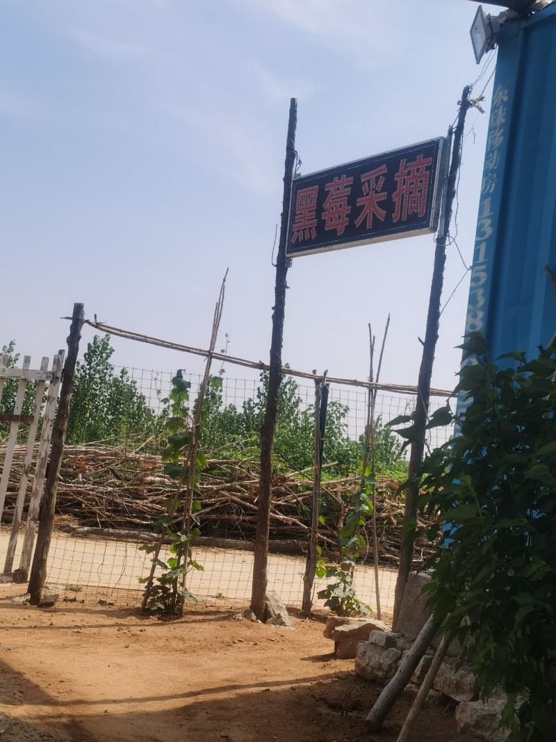 黑莓鲜果营养丰富酸甜可口