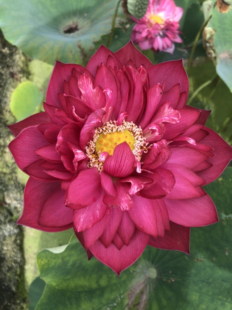 精品荷花，品种荷花苗，基地位于河北白洋淀，量大价优