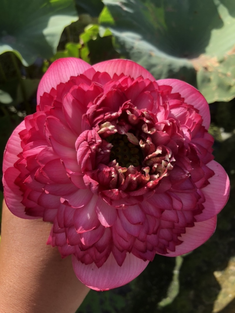 精品荷花，品种荷花苗，基地位于河北白洋淀，量大价优
