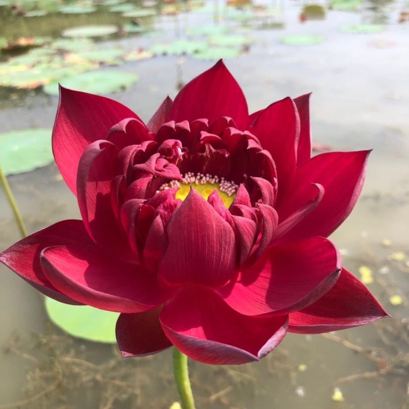 精品荷花，品种荷花苗，基地位于河北白洋淀，量大价优