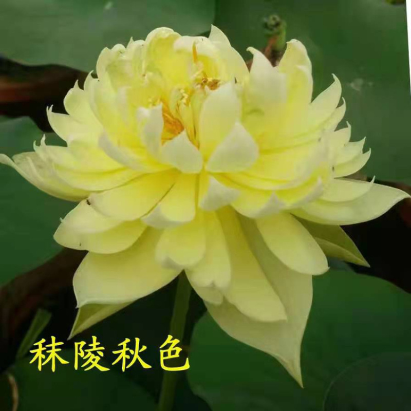 精品荷花，品种荷花苗，基地位于河北白洋淀，量大价优