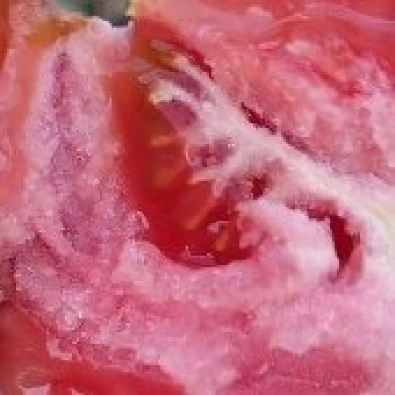 口感西红柿安特莱斯上市