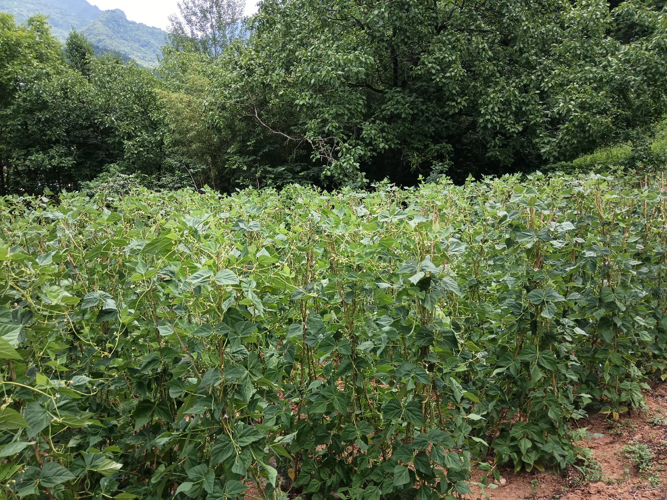 门源县青稞油菜轮作农田实景
