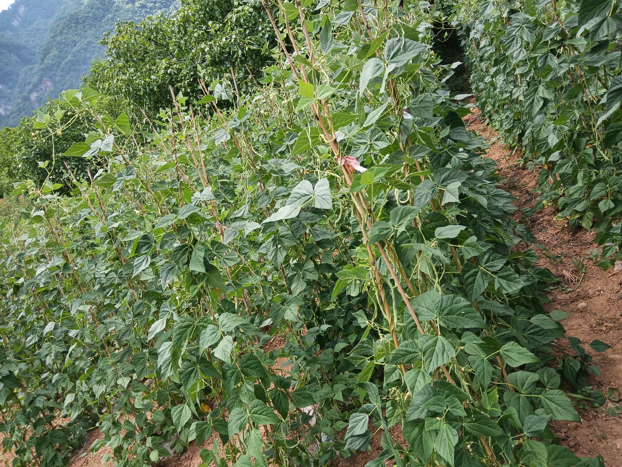 豆角连作后的植株对比图