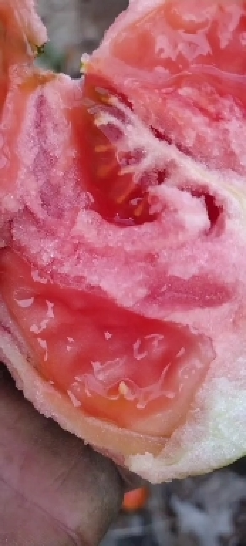 口感西红柿安特莱斯上市