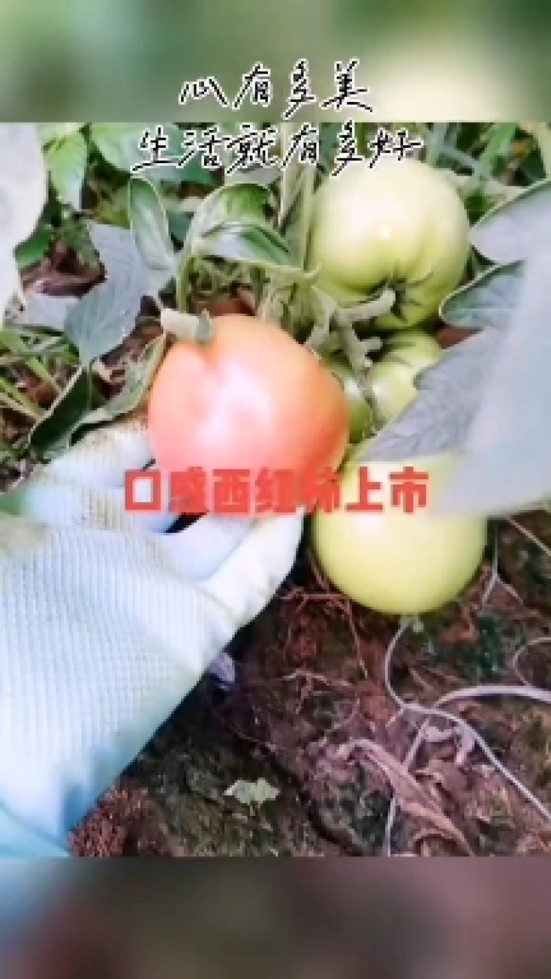 口感西红柿安特莱斯上市