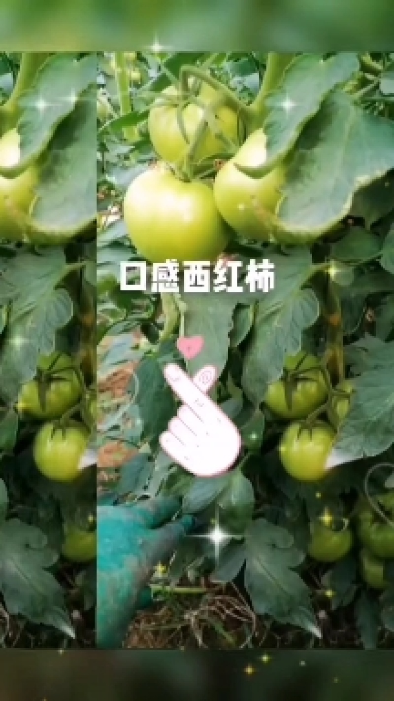 口感西红柿安特莱斯上市