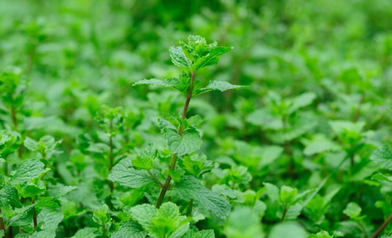 留兰香薄荷种子猫薄荷食用薄荷驱蚊草室内盆栽花卉