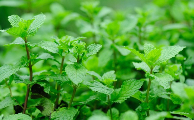 留兰香薄荷种子猫薄荷食用薄荷驱蚊草室内盆栽花卉