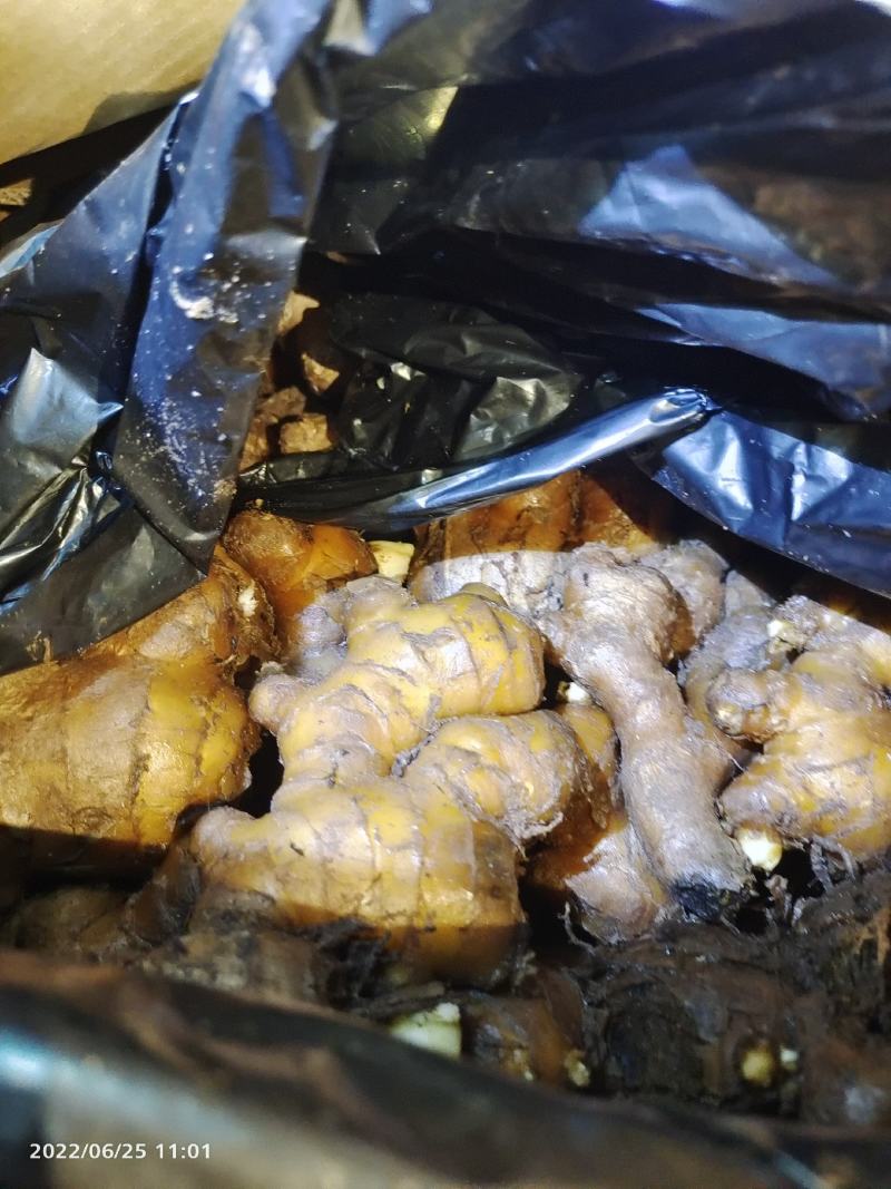 窖姜，川姜白口竹根姜种路地种植量大从优