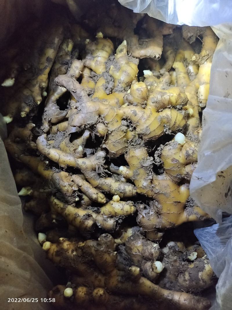 窖姜，川姜白口竹根姜种路地种植量大从优