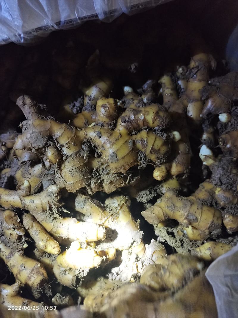 窖姜，川姜白口竹根姜种路地种植量大从优