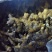 窖姜，川姜白口竹根姜种路地种植量大从优