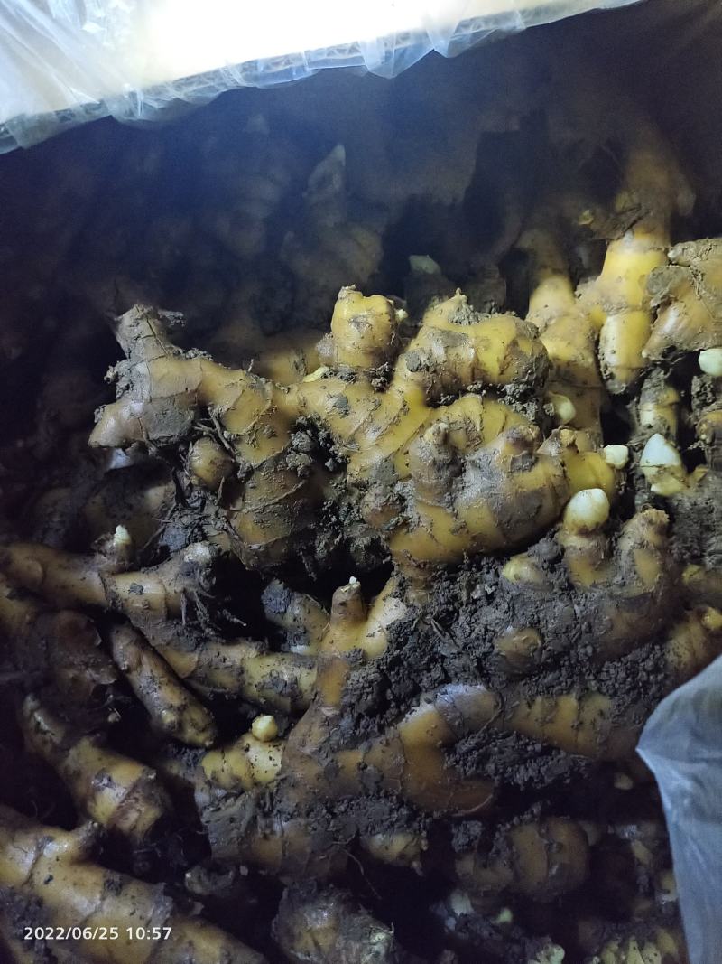 窖姜，川姜白口竹根姜种路地种植量大从优