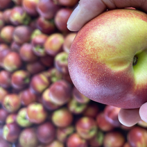 油桃陆地红油桃品种9602保质保量支持全国
