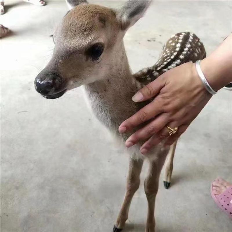 出售梅花鹿幼崽，小鹿苗，听话的宠物鹿，成年梅花鹿包教技术