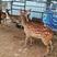 出售梅花鹿幼崽，小鹿苗，听话的宠物鹿，成年梅花鹿包教技术