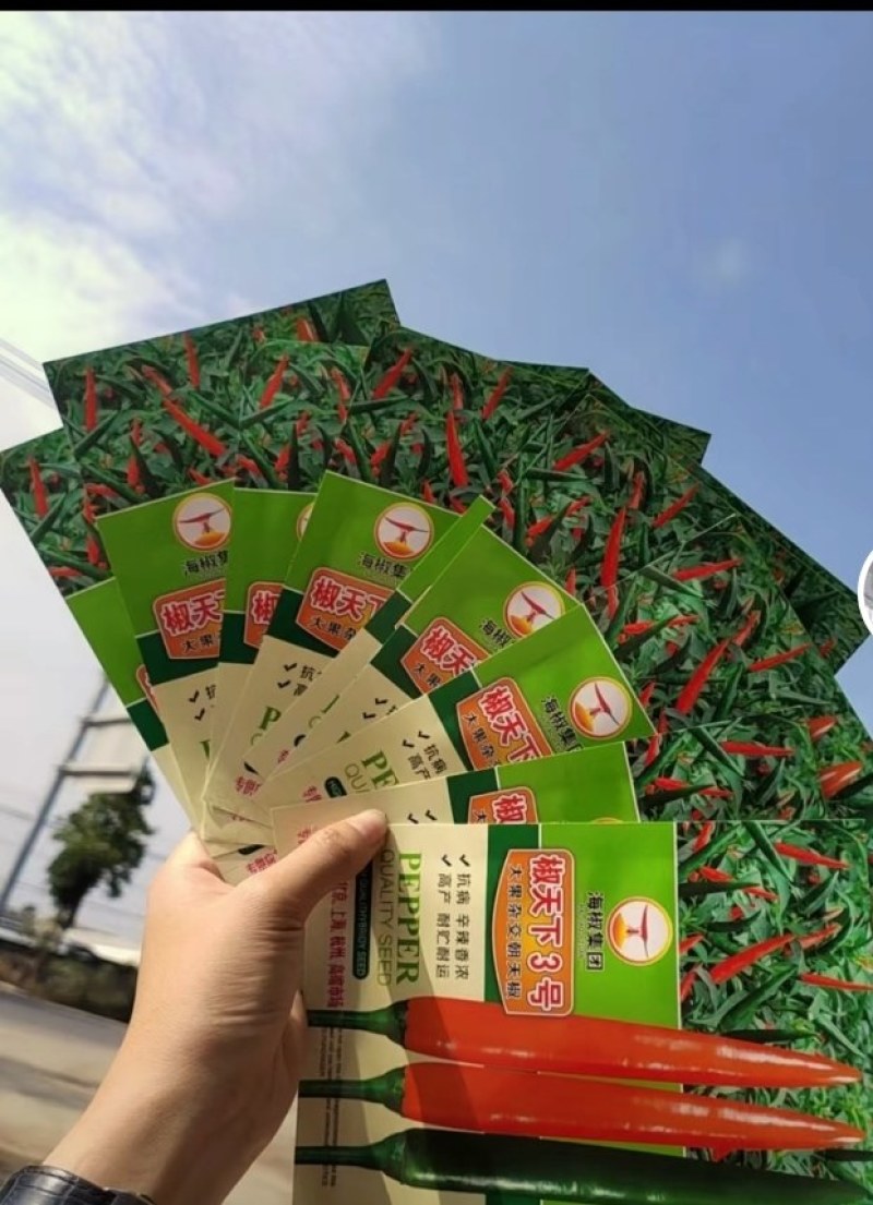 广西育苗种苗基地代育加工朝天椒苗品质保证价格优惠常年供应