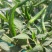 广西育苗种苗基地代育加工朝天椒苗品质保证价格优惠常年供应