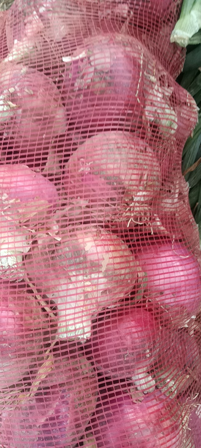 山东秦红宝精品二红扁型洋葱产地直达欢迎咨询可实地