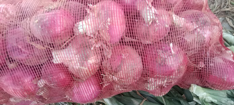 山东秦红宝精品二红扁型洋葱产地直达欢迎咨询可实地