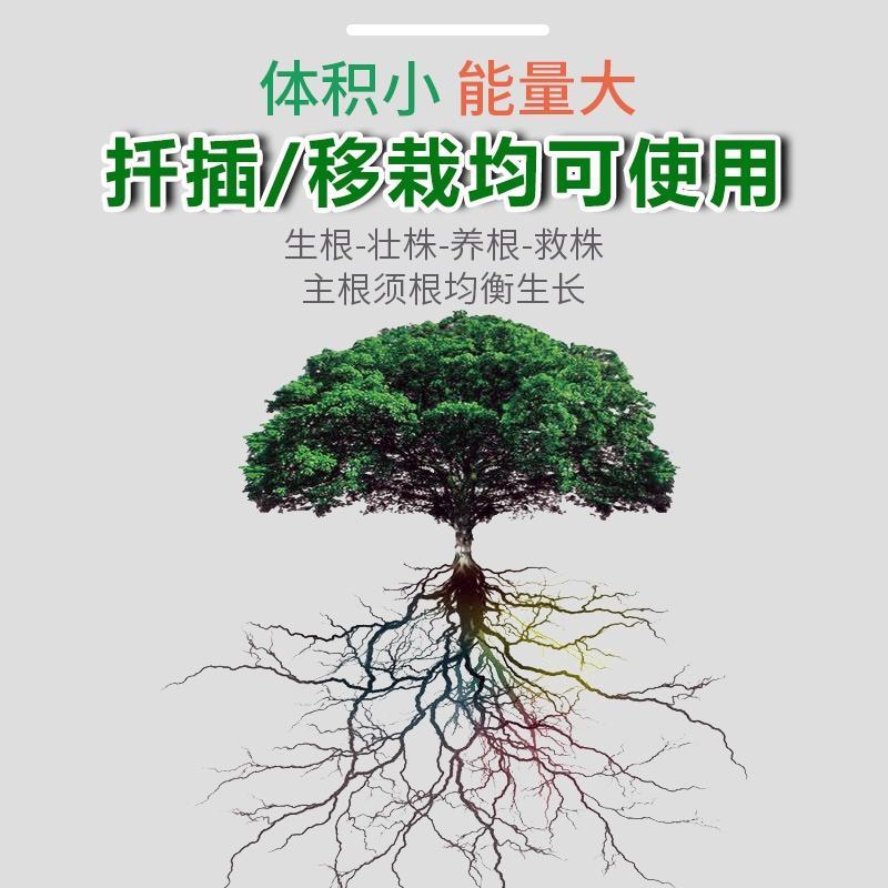 生根壮苗剂促进生根，生根快，好成活，主根健壮，侧根密集